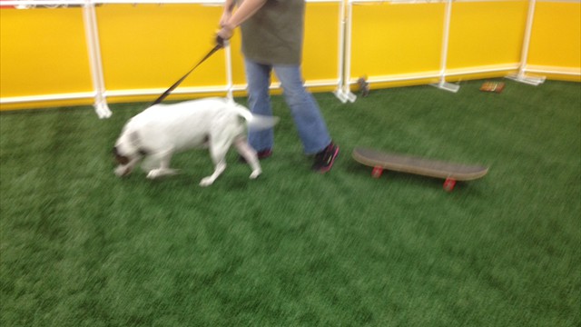 Intro to agility class