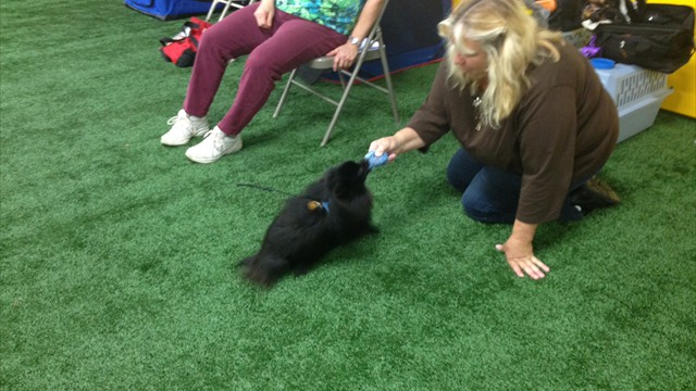 Obedience pom