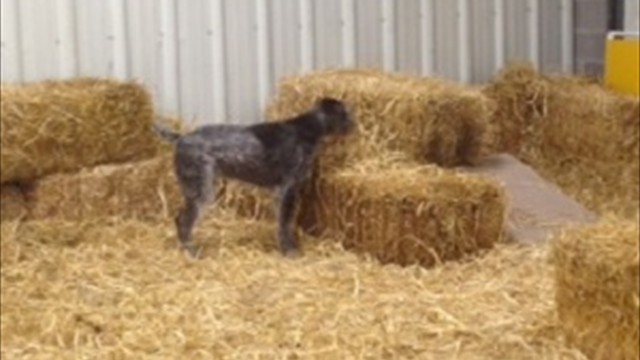 on the hay