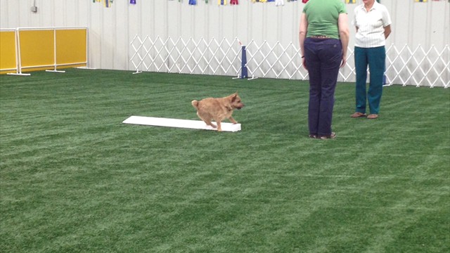 terrier in ring