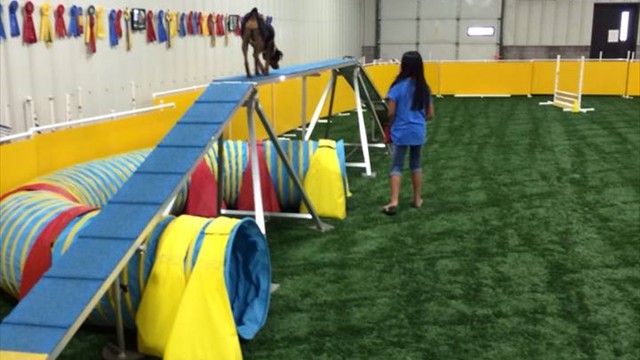 ginny doing agility