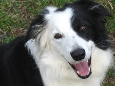 bordercollie