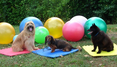 Intro to Treibball: Urban Herding is Great Dog Sport · The Wildest